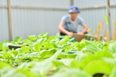 Những vườn rau xanh mướt giữa Trường Sa sóng gió