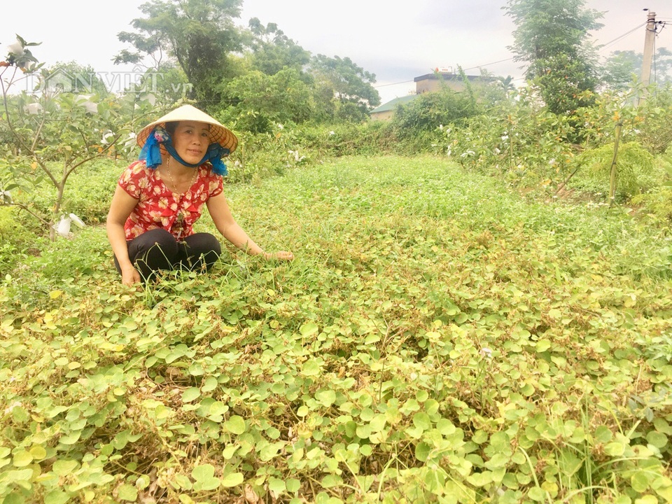 Quảng Bình: Trồng cây dại đầy gai, không ngờ thu lãi đậm - 2 Quảng Bình: Trồng cây dại đầy gai, không ngờ thu lãi đậm - 2