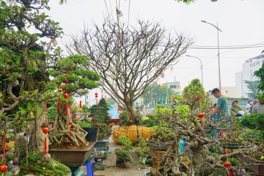 Cây mai hơn 50 năm tuổi giá 250 triệu, rao bán 2 năm vẫn chờ... người mua