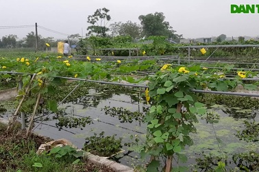 8X bỏ nghề điều dưỡng về quê làm bạn với ốc, cá, kiếm nửa tỷ đồng mỗi năm