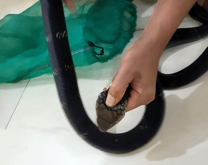 Động vật rắn hổ chúa được phát hiện tại nhà Phạm Thị Tám 