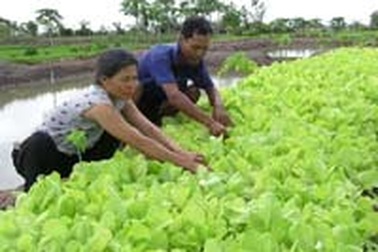 Trồng rau cải, nuôi con vào Đại học