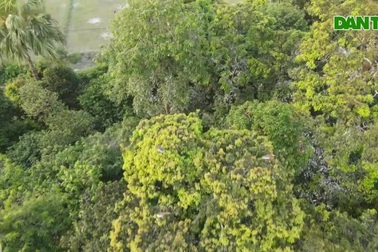 Nơi hàng trăm đàn chim trú ngụ, được người dân bảo vệ vào mùa sinh sản