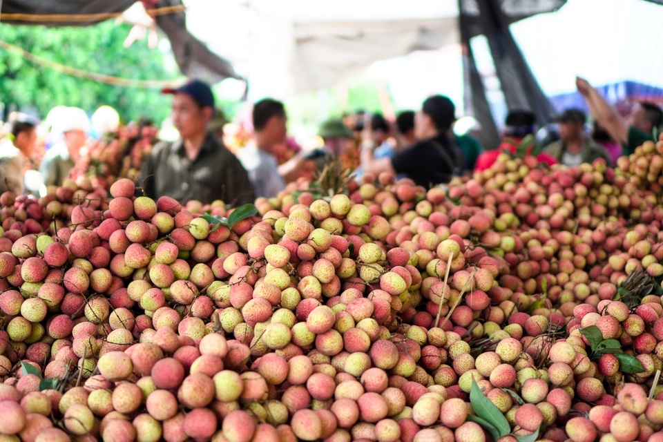 Thương lái nườm nượp thu mua vải Thanh Hà chín sớm - 4 Thương lái nườm nượp thu mua vải Thanh Hà chín sớm - 4