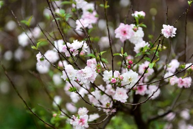 Ngắm vườn mai trắng độc đáo ngay giữa "thủ phủ" đào Nhật Tân