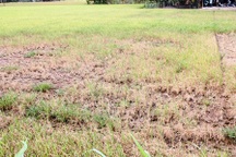 Hạn hán, xâm nhập mặn làm thiệt hại hơn 600 tỷ đồng