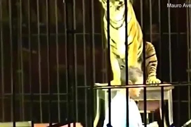 Nghệ sĩ xiếc thú Ettore Weber biểu diễn với đàn hổ của mình hồi năm 2007