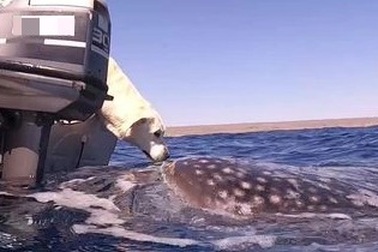 Khoảnh khắc ấn tượng khi chó "hôn" cá mập khổng lồ