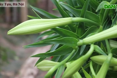 Loa kèn khoe sắc trắng tinh khôi, gọi tháng 4 vào phố