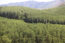 Vụ gần 1.000 ha rừng bị lấn chiếm: Bất ngờ gần 500 ha không ai nhận!