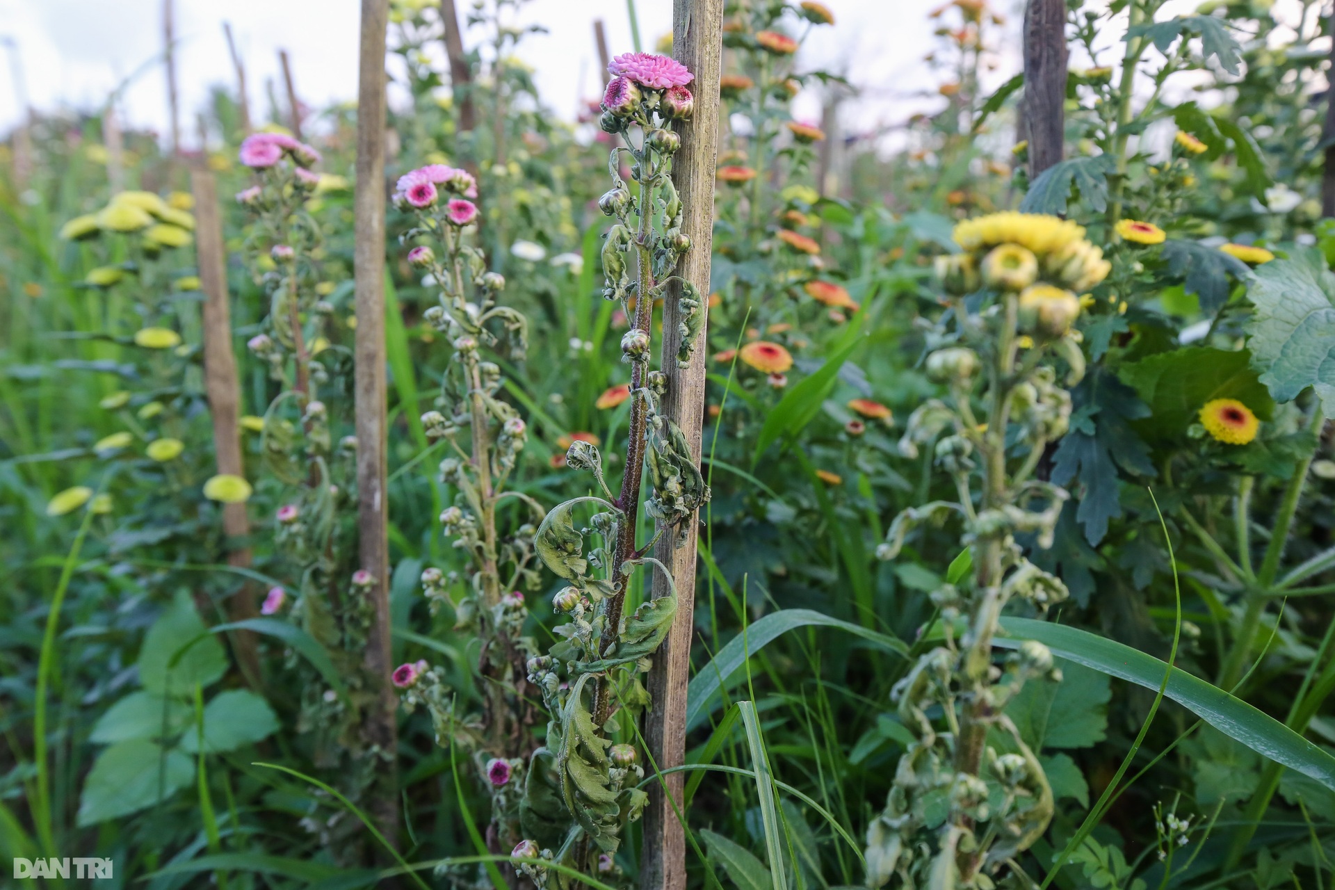 Nông dân Thừa Thiên Huế lo mất trắng vụ hoa Tết 2022 - 5