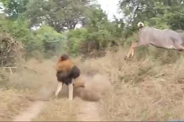Linh dương băng qua đường suýt bị sư tử đực tóm gọn