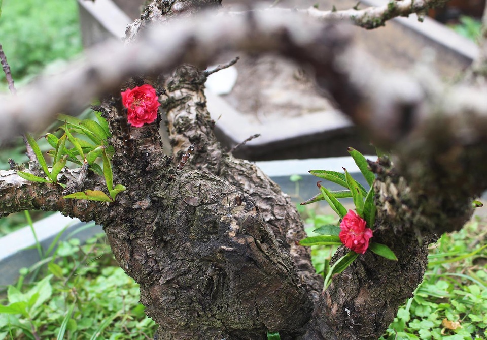Số hưởng như đào thất thốn: Thảnh thơi nằm điều hòa, đợi chủ rước về dinh - 4 Số hưởng như đào thất thốn: Thảnh thơi nằm điều hòa, đợi chủ rước về dinh - 4