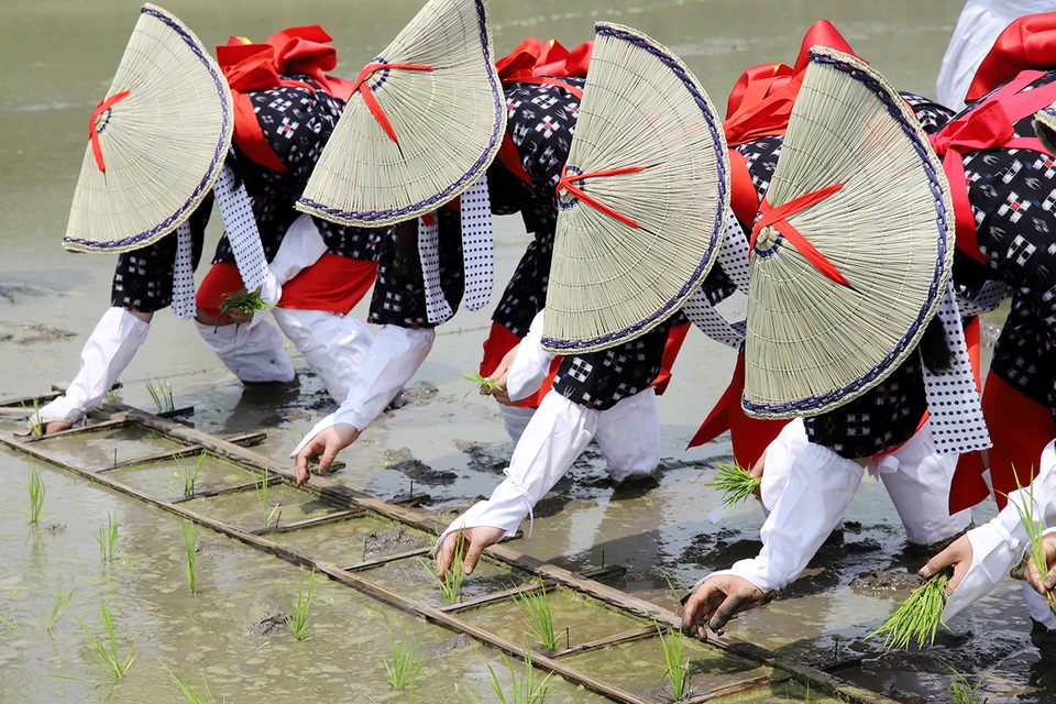 Otaue - Lễ hội cấy lúa cổ xưa của vùng Kansai Nhật Bản - 5 Otaue - Lễ hội cấy lúa cổ xưa của vùng Kansai Nhật Bản - 5