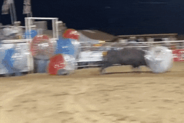 Vì phần thưởng 500 USD, người phụ nữ bị bò tót tấn công dữ dội