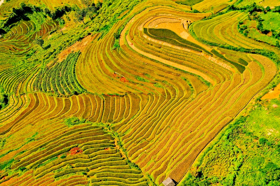 Ngắm nhìn những dải lụa vàng ở Mù Cang Chải - 8 Ngắm nhìn những dải lụa vàng ở Mù Cang Chải - 8