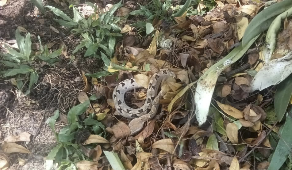 Loài rắn độc nguy hiểm thường gặp tại Việt Nam, được ví như mìn sống - 3