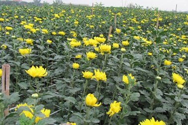 Làng hoa Tây Tựu hồ hởi đón Tết