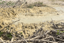 Mặt đất nứt nẻ, bùn màu vàng phun trào ở Phú Yên