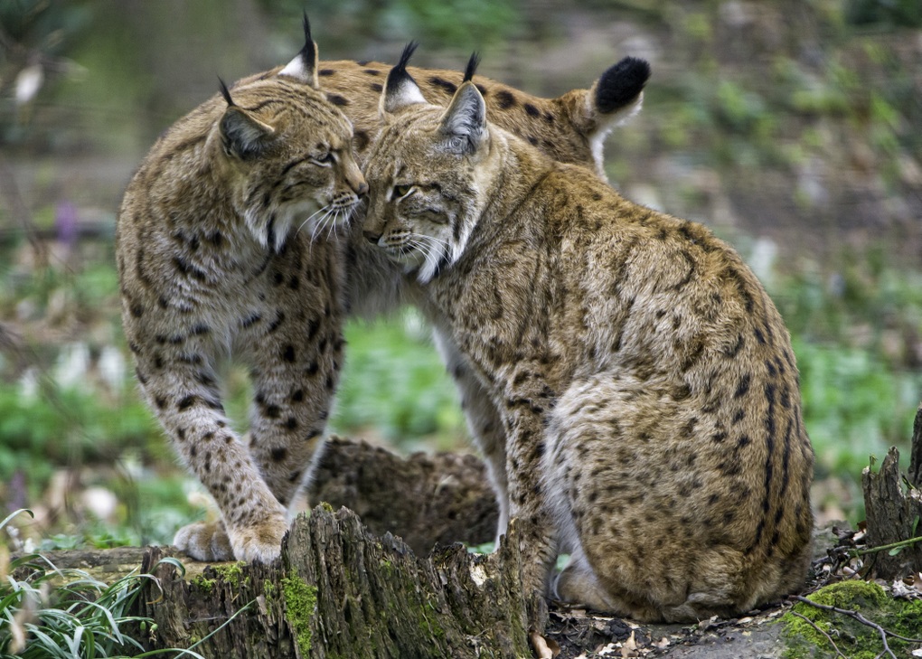 A passionate moment of a lynx couple.