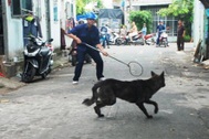 Mua dầu gió, rắc ớt bột "trị" chó thả rông cũng… không yên với hàng xóm