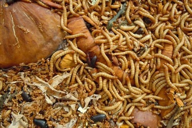 Cửa hàng "gây sốc" khi phạt nhân viên uống rượu với sâu sống