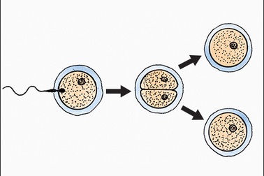 Tại sao một số phụ nữ dễ mang đa thai?