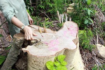 Thêm 3 đối tượng bị khởi tố vì “tàn sát” rừng già ở Phú Yên!