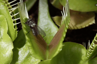 Cận cảnh cách cây “ăn thịt” nuốt trọn con mồi xấu số