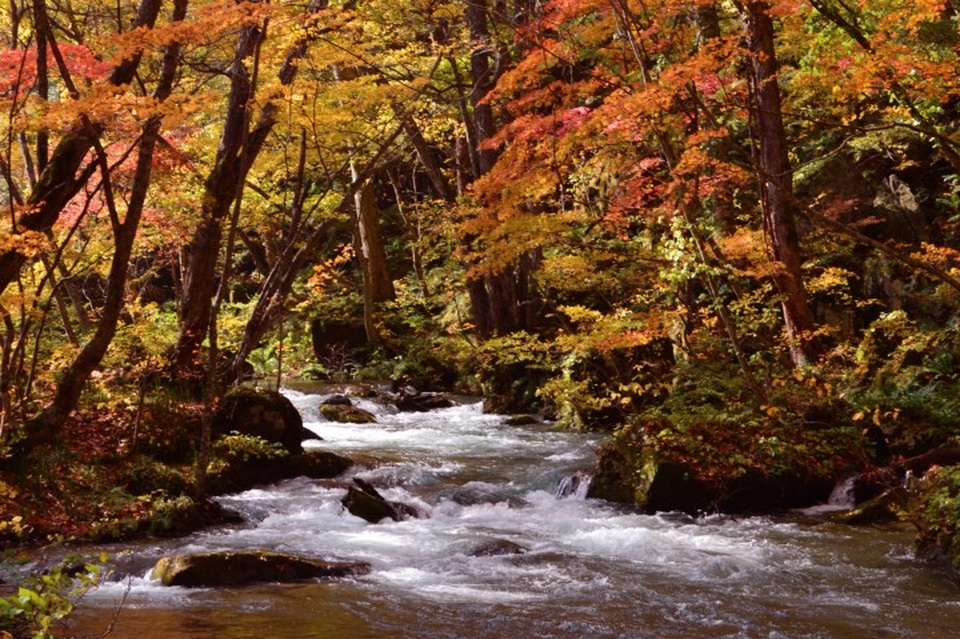 Những địa điểm ngắm lá đỏ mùa thu đẹp nhất Nhật Bản - 2