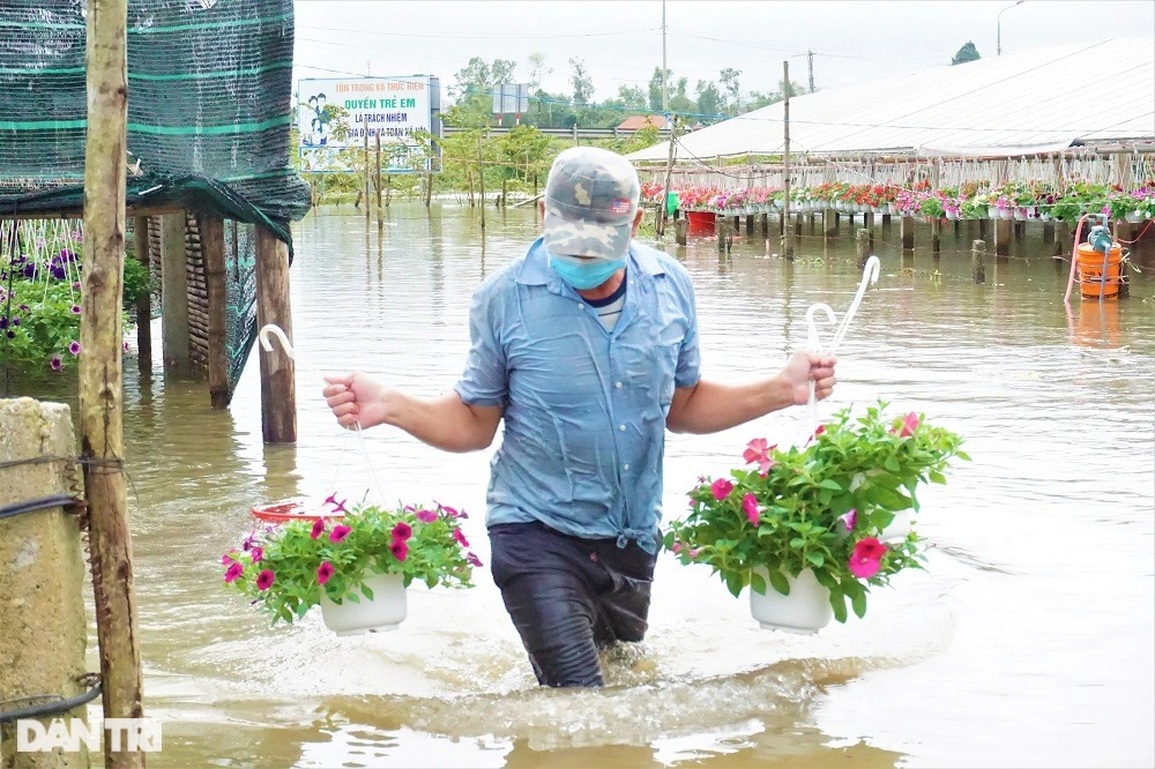 Nông dân vớt hoa trong nước lũ: Năm nay mất Tết rồi! - 12 Nông dân vớt hoa trong nước lũ: Năm nay mất Tết rồi! - 12