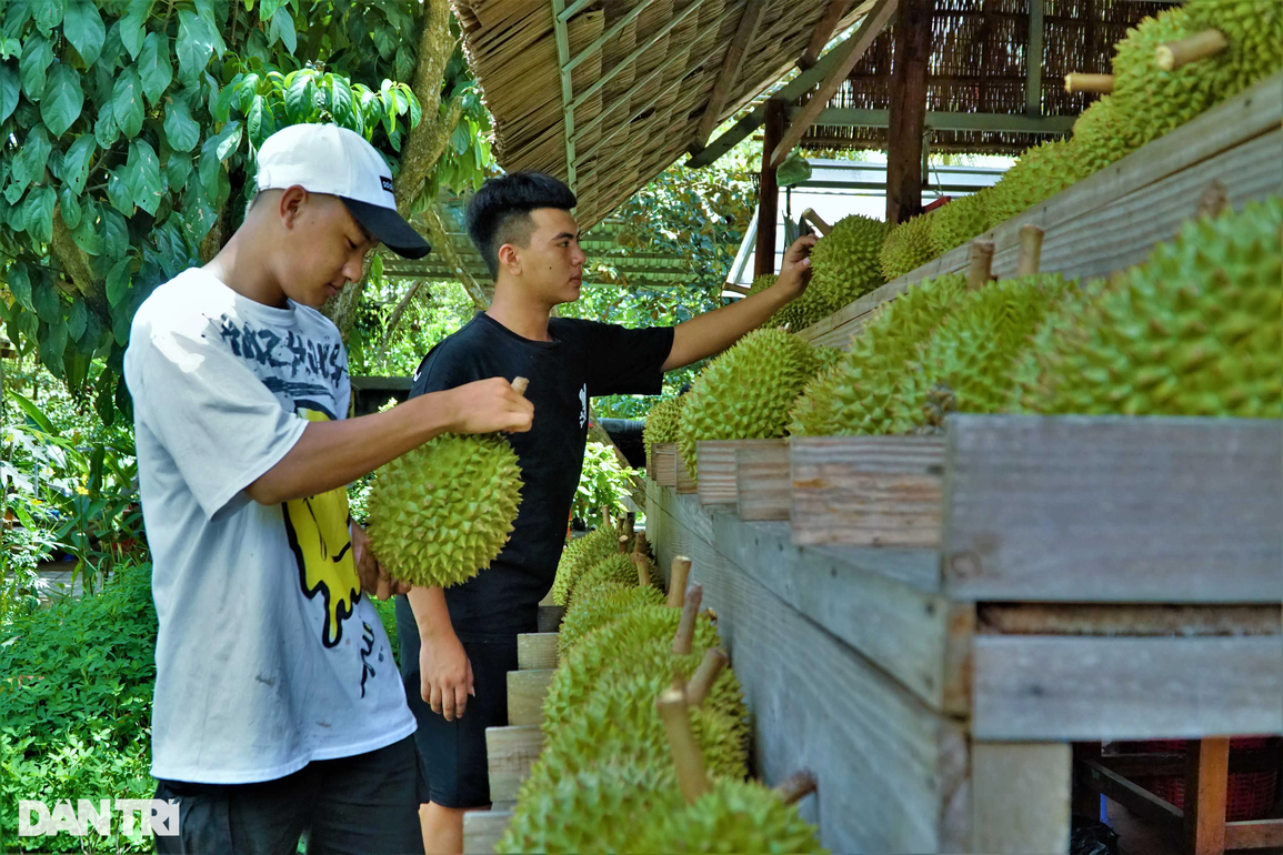 9X xinh như hotgirl trồng sầu riêng sạch cho khách tham quan thu tiền tỷ - 4 9X xinh như hotgirl trồng sầu riêng sạch cho khách tham quan thu tiền tỷ - 4