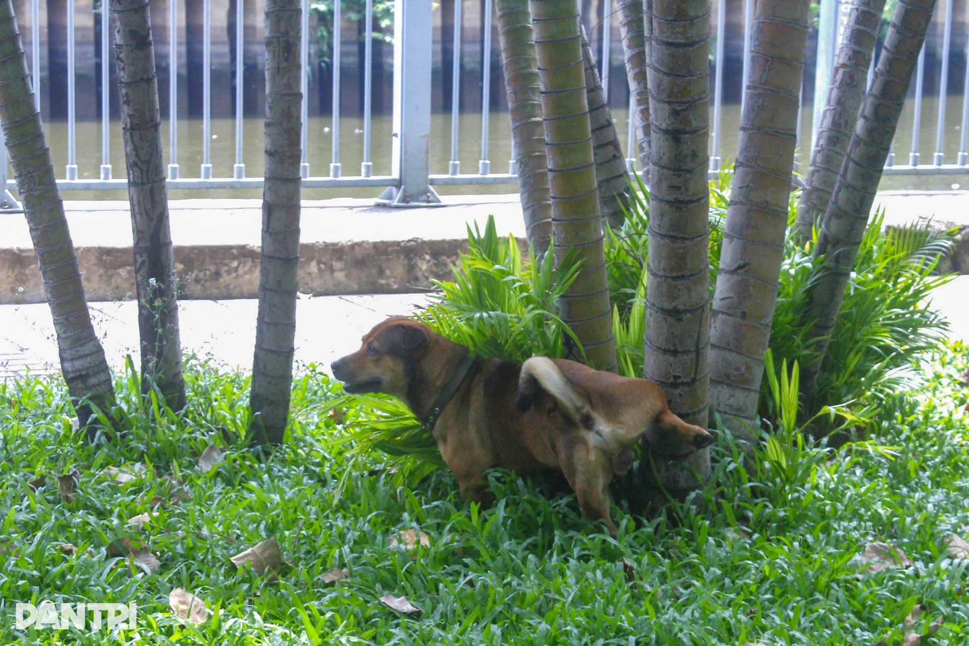 Nỗi ám ảnh từ chó không rọ mõm, phóng uế bừa bãi ở TPHCM - 5