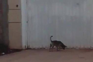 Chú chó thông minh biết tự mở cửa để vào nhà