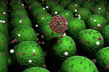 Phân tử sinh học 'Miniantibody' làm giảm viêm và đau