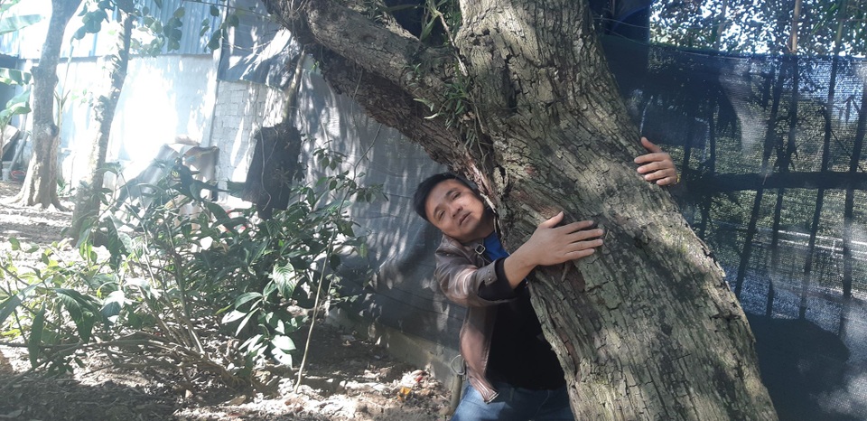 Clip: Cụ táo khổng lồ, gia chủ quyết giữ không bán dù được trả tiền triệu - 1