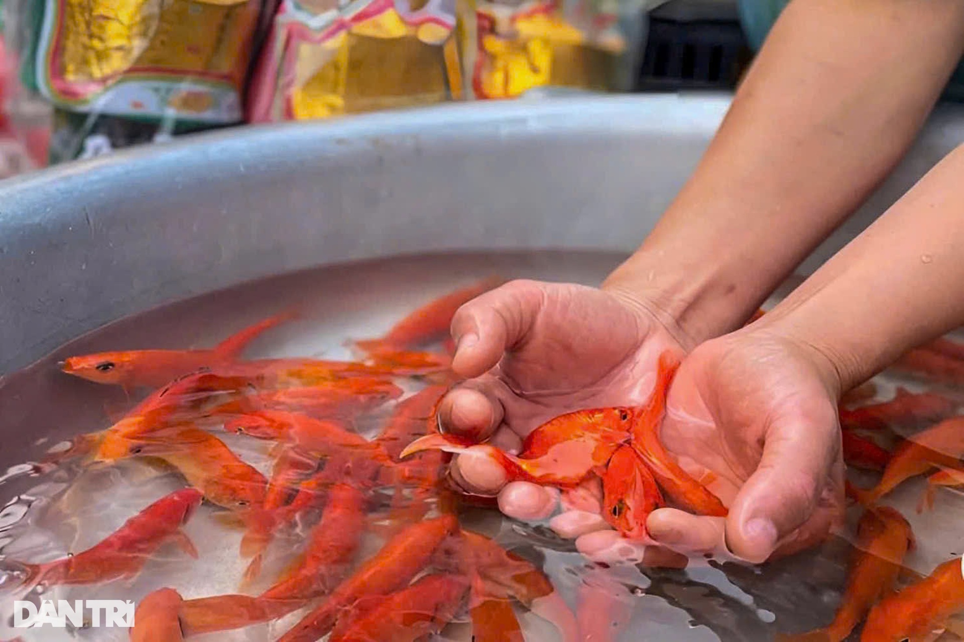 Người dân đi ghe thả cá chép, tiễn ông Táo giữa sông Sài Gòn - 8 Người dân đi ghe thả cá chép, tiễn ông Táo giữa sông Sài Gòn - 8