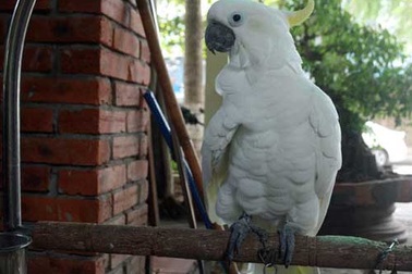 Nữ hoàng chim cảnh trăm triệu của đại gia chơi chảnh