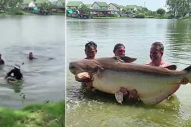 Cá tra dầu khổng lồ nặng gần 200kg, dài 2m bị cần thủ tóm sống