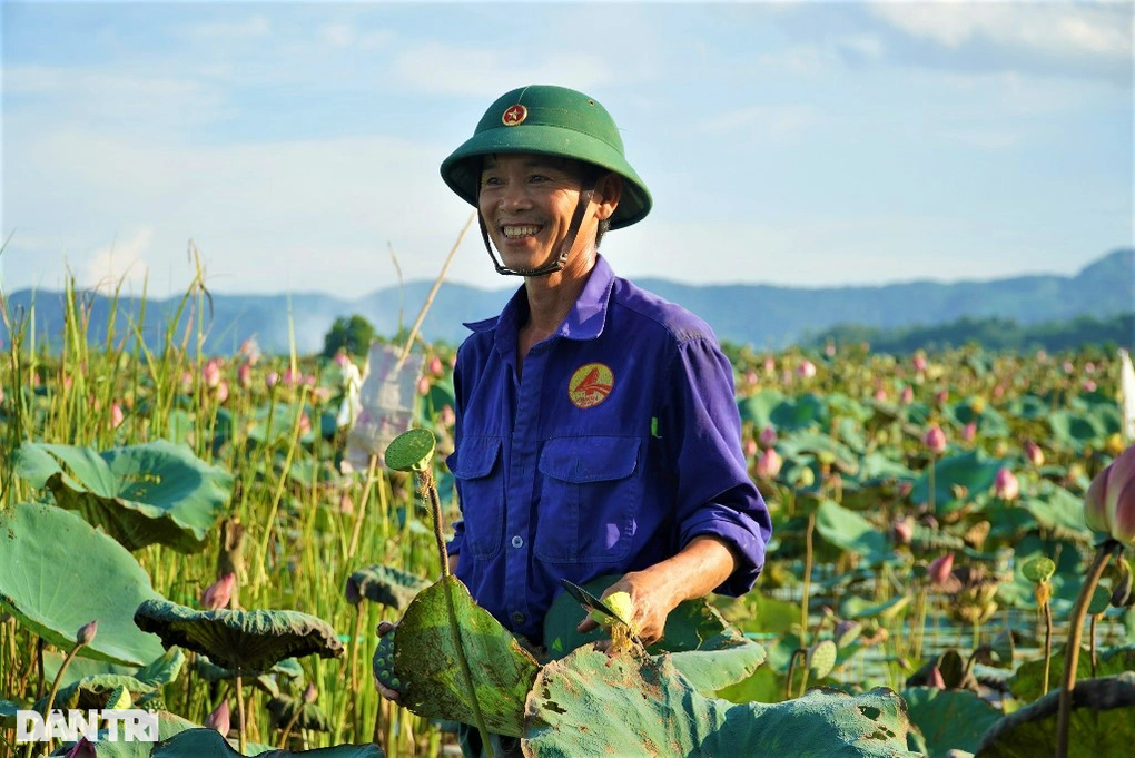 Ngâm mình trong bùn hái đài sen, thu hàng chục triệu đồng - 7 Ngâm mình trong bùn hái đài sen, thu hàng chục triệu đồng - 7