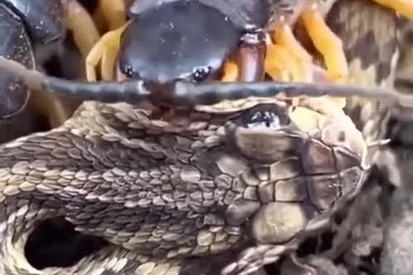 Rắn độc nộp mạng cho rết khổng lồ khi tấn công con mồi bất thành