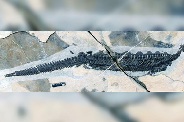 Phát hiện hoá thạch thú mỏ vịt cổ xưa nhất