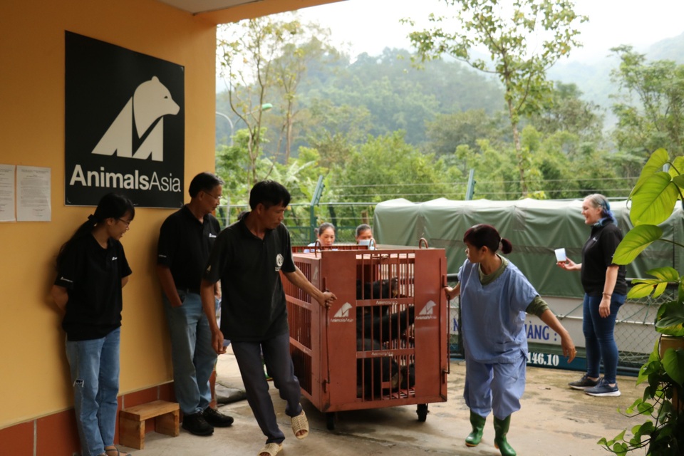 Cận cảnh quy trình cứu hộ cá thể gấu ngựa nặng gần 200kg tại Hà Nội - 8 Cận cảnh quy trình cứu hộ cá thể gấu ngựa nặng gần 200kg tại Hà Nội - 8