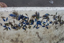 Công an lắp camera thu thập chứng cứ "đinh tặc" ở TPHCM