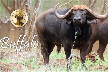 Đàn trâu khủng có đôi sừng kỳ lạ