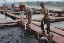 Người lập kỳ tích nuôi cá tầm ở vùng hạ lưu sông Đà