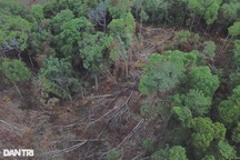 Vụ lâm tặc "xẻ thịt", cạo trọc rừng xanh: Khởi tố hình sự