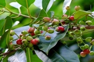 6 công dụng nổi bật của lá vối với sức khỏe