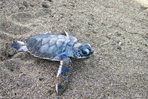 Rùa biển đực sắp tuyệt chủng