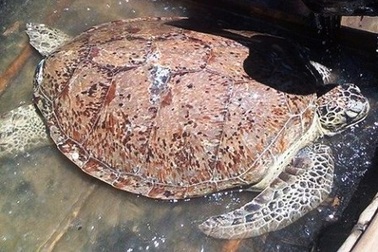 Thả rùa quý dài hơn 1m về biển